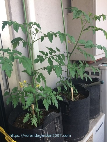 19年の北向きベランダ家庭菜園 ミニトマト が順調 花と成りたての実 マンションベランダで無農薬野菜を育てるブログ