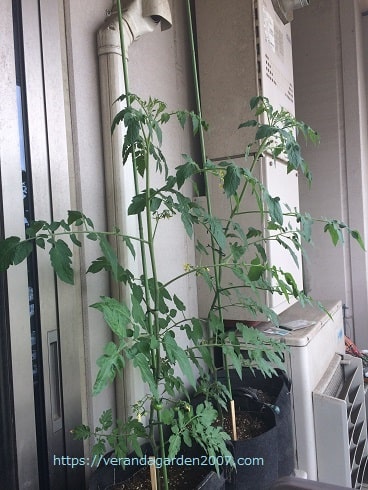 ミニトマト栽培の背丈